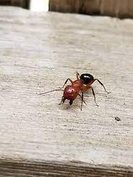 carpenter ants may be a problem this