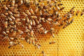 Image result for eating bees