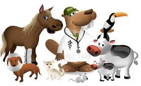 How to write a personal statement for veterinary science     SlideShare