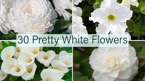 Check spelling or type a new query. My 30 Favorite Types Of White Flowers For Your Gardens A To Z Home Stratosphere