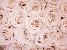 Cute Rose Gold Wallpapers - Top Free ...