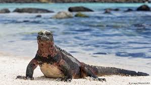 The name galapagos is said to come from the galapagos giant tortoises that are endemic to the archipelago. Galapagos Fights Temptation Of Mass Tourism Dw Travel Dw 15 02 2018