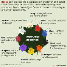 rose color meanings 17 shades of rose