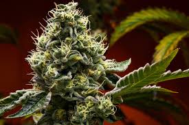 Wedding cake marijuana is good for evening and night time. Wedding Cake Strain Marijuana Strain Profile Effects