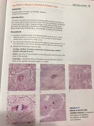 It usually initiates during the early stages of mitosis, and sometimes meiosis, splitting a mitotic cell in two. 1 List Several Major Differences You Have Observed Chegg Com