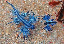 10 cool things about the blue dragon sea slug • AnimalTalk