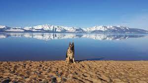 dog friendly places in lake tahoe