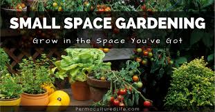 Small Space Gardening 12 Tips For