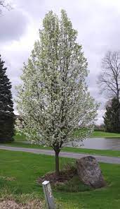 the problems with callery pear trees