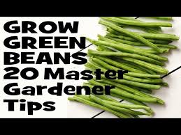how to grow green beans 20 master