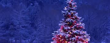 The origin of the christmas tree tradition suggests that a fir (abies) tree was probably used as the first christmas tree in 16th century northern germany. Origin Of The Christmas Tree Round Rock Garden Center