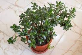 for limp leaves on jade plants