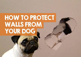 How To Protect Drywall From Your Dog