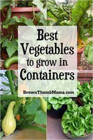 5 Best Container Vegetables For