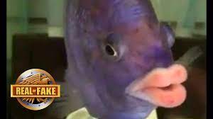 fish with human lips real or fake