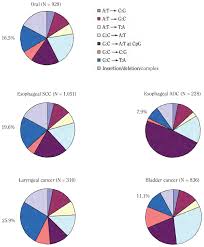 Figure 5 13 Patterns Of Tp53 Gene Mutations And Percentage