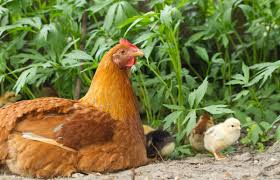When Can Chicks Go Outside Backyard Poultry