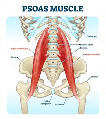 Detailed anatomy of the rib cage | specific articulations. Psoas Muscle Medical Vector Illustration Diagram Lumbar Spine And Psoas Major Attached From Discs To Femur Bones Hip Pain Problem And Hurting Lower Back Fitness Or Chiropractic Therapy Information 350422268 Larastock