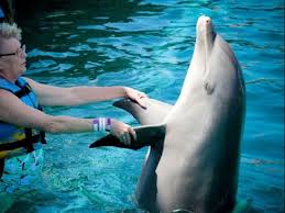 delfinotherapy santa marta