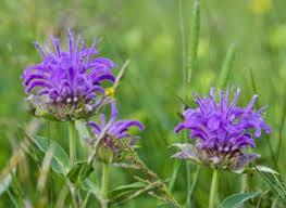 You're looking for purple flower names? Blue Purple Wildflowers Rocky Mountain National Park U S National Park Service
