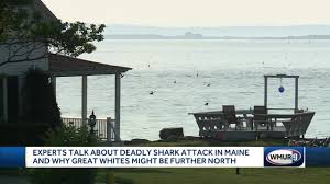 fatal great white shark in maine