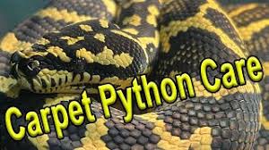 carpet python care setup you