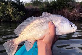 how to fillet a freshwater drum