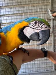 macaw in victoria birds gumtree