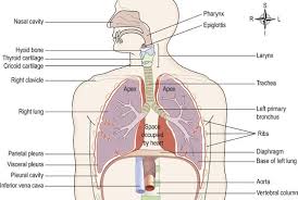 Можно upper intermediate 3 ed teachers book and test keys. Respiratory System Basicmedical Key