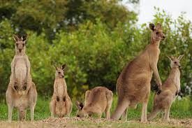Kangaroos relaxhose logodruck auf dem bein. Kangaroo And Wallaby San Diego Zoo Animals Plants