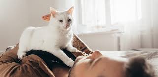 why do cats knead here are 6 reasons
