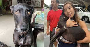 pet dog oreo found in changi airport 9