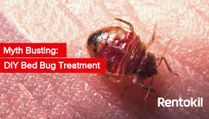 myth busting diy bed bug treatment