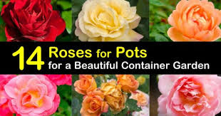for pots for a beautiful container garden