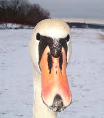 Image result for Cartoon pics of Swans