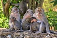 Uluwatu Monkey Forest in Bali - Discover the 'Monkey Kingdom' at ...