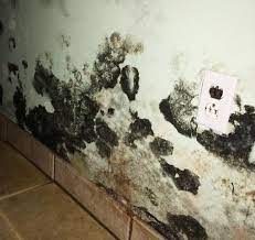 Black Mold All Over The Basement Walls