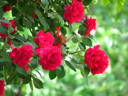 270,375 Red Rose Garden Stock Photos ...