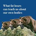 Why hibernating fat bears stay healthy, and what humans can learn ...