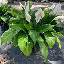 3 Gal Peace Lily Spathiphyllum Plant
