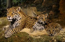 Includes monkey, anaconda, toucan, anteater, tapir, blue butterfly, rainforest trees, plants and more. Jaguar Facts And Photos