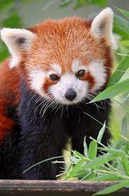 Check out inspiring examples of redpanda artwork on deviantart, and get inspired by our community of talented artists. Here S A Long List Of The Most Beautiful Red Colored Animals In The World Cute Animals Animals Beautiful Animals Wild