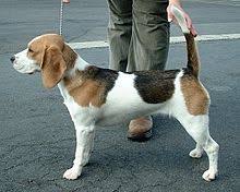 Beagle Wikipedia