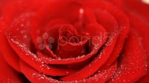 rose flower background hd 1080p stock