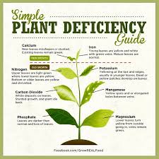 Can Leaves Be Used To Identify Nutrient Deficiencies