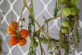 Hanging Green Tomatoes Upside Down To