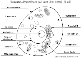 Cross Section Of An Animal Cell Plant Animal Cells