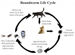 Alternatively, if you see worms with a hooked mouth, it has hookworms. Georgetown Animal Clinic Pc Roundworms In Cats