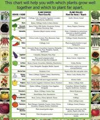 Companion Planting 101 With Chart A