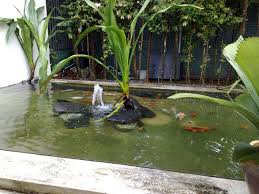 Koi Pond Maintenance